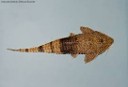 Loricaria chameleon — 16